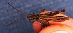 Chorthippus biguttulus