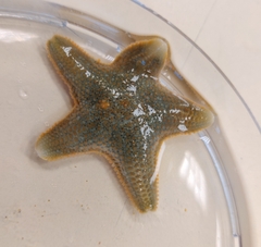 Asterina gibbosa