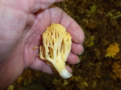 Ramaria rasilispora