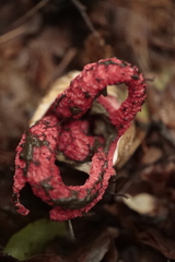 Clathrus archeri