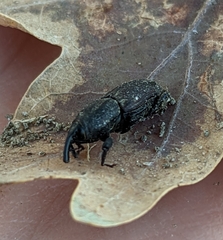 Sphenophorus venatus