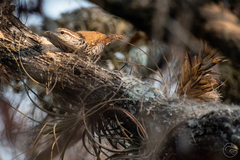 Thryophilus pleurostictus