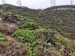 Arctostaphylos imbricata