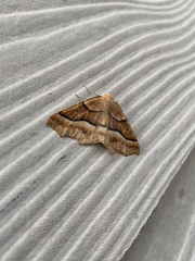 Tetracis jubararia