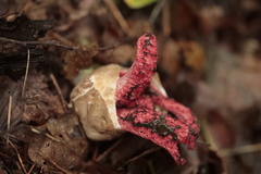 Clathrus archeri