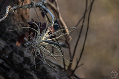 Tillandsia