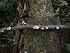 Perenniporia