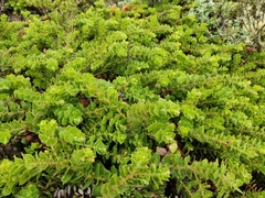 Arctostaphylos imbricata