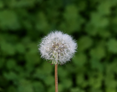 Taraxacum officinale