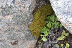 Hymenoloma crispulum