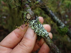 Menegazzia subsimilis