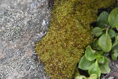 Hymenoloma crispulum