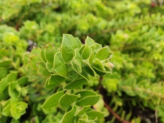 Arctostaphylos imbricata