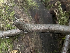 Perenniporia