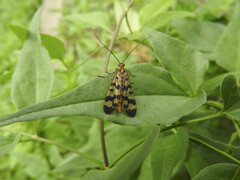 Panorpa meridionalis