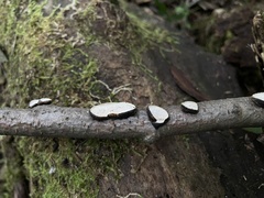 Perenniporia