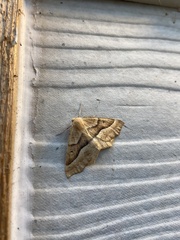 Tetracis jubararia