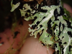 Menegazzia subsimilis