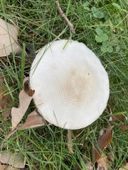 Leucoagaricus leucothites