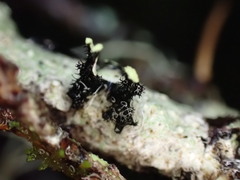 Hypotrachyna sinuosa