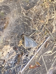 Operophtera bruceata