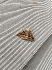Tetracis jubararia