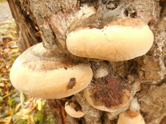 Phellinus alni