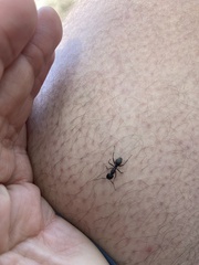 Camponotus pennsylvanicus