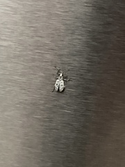 Myllocerus undecimpustulatus