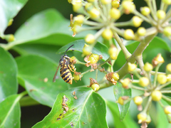 Vespula vulgaris