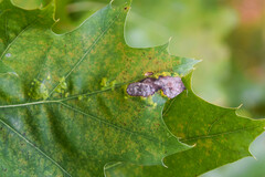 Taphrina caerulescens
