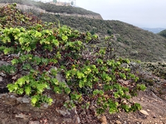 Arctostaphylos imbricata