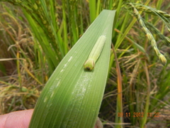 Pelopidas mathias