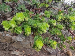 Arctostaphylos imbricata