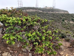 Arctostaphylos imbricata