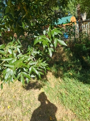 Fraxinus angustifolia