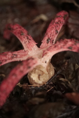 Clathrus archeri