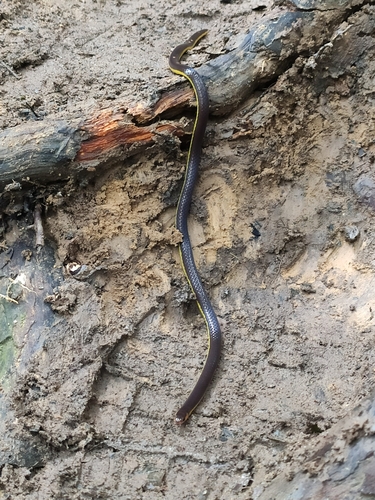Photo of a Variable Reed Snake (Calamaria lumbricoidea)