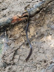 Calamaria lumbricoidea