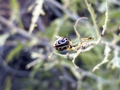 Zygogramma tortuosa