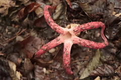 Clathrus archeri