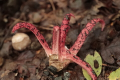 Clathrus archeri
