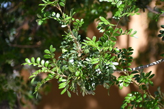 Pistacia mexicana