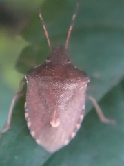 Peribalus strictus