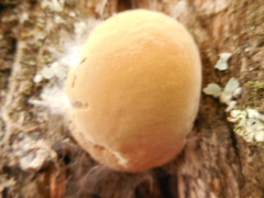Phellinus alni