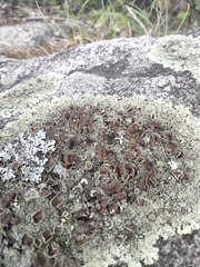 Xanthoparmelia conspersa