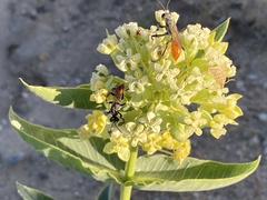 Asclepias erosa