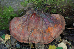 Ganoderma carnosum