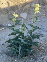 Asclepias erosa