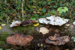 Ganoderma carnosum